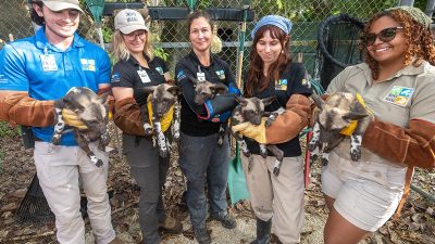 Five Zoo Miami keepers stand in a row outdoors, each cradling one African painted dog puppy in gloved hands; the puppies are dark with pale muzzles and mottled markings, and a chain-link fence and vegetation are behind the group.