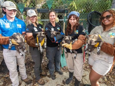 Five Zoo Miami keepers stand in a row outdoors, each cradling one African painted dog puppy in gloved hands; the puppies are dark with pale muzzles and mottled markings, and a chain-link fence and vegetation are behind the group.