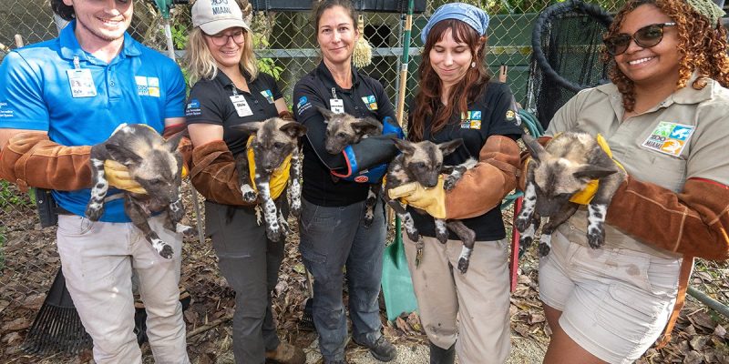 Five Zoo Miami keepers stand in a row outdoors, each cradling one African painted dog puppy in gloved hands; the puppies are dark with pale muzzles and mottled markings, and a chain-link fence and vegetation are behind the group.