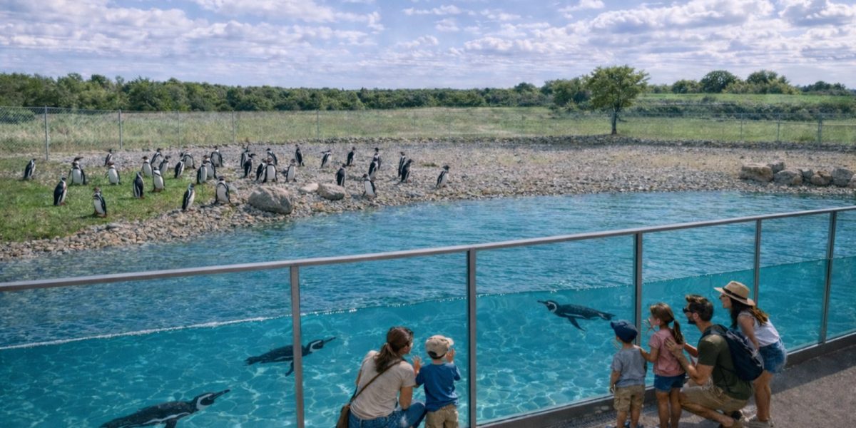 A design visualization of a penguin habitat: a long glass panel runs beside a wide blue pool with penguins swimming underwater, families watching from a path on the right, and more penguins standing on a stony shore beyond.