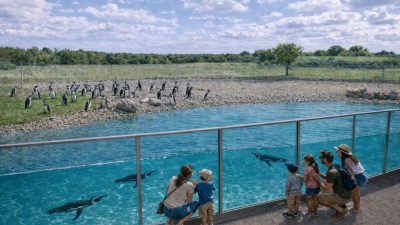 A design visualization of a penguin habitat: a long glass panel runs beside a wide blue pool with penguins swimming underwater, families watching from a path on the right, and more penguins standing on a stony shore beyond.