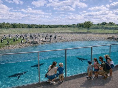 A design visualization of a penguin habitat: a long glass panel runs beside a wide blue pool with penguins swimming underwater, families watching from a path on the right, and more penguins standing on a stony shore beyond.
