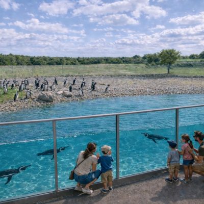A design visualization of a penguin habitat: a long glass panel runs beside a wide blue pool with penguins swimming underwater, families watching from a path on the right, and more penguins standing on a stony shore beyond.