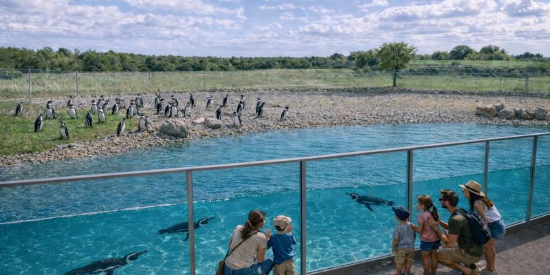 A design visualization of a penguin habitat: a long glass panel runs beside a wide blue pool with penguins swimming underwater, families watching from a path on the right, and more penguins standing on a stony shore beyond.