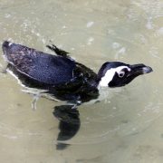 An African penguin swims at the surface of a shallow greenish pool, seen from above.