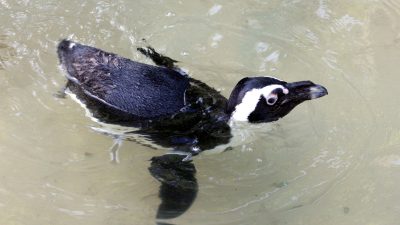 An African penguin swims at the surface of a shallow greenish pool, seen from above.