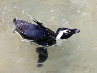 An African penguin swims at the surface of a shallow greenish pool, seen from above.