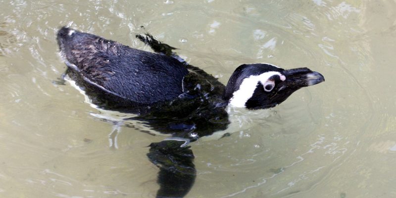 An African penguin swims at the surface of a shallow greenish pool, seen from above.