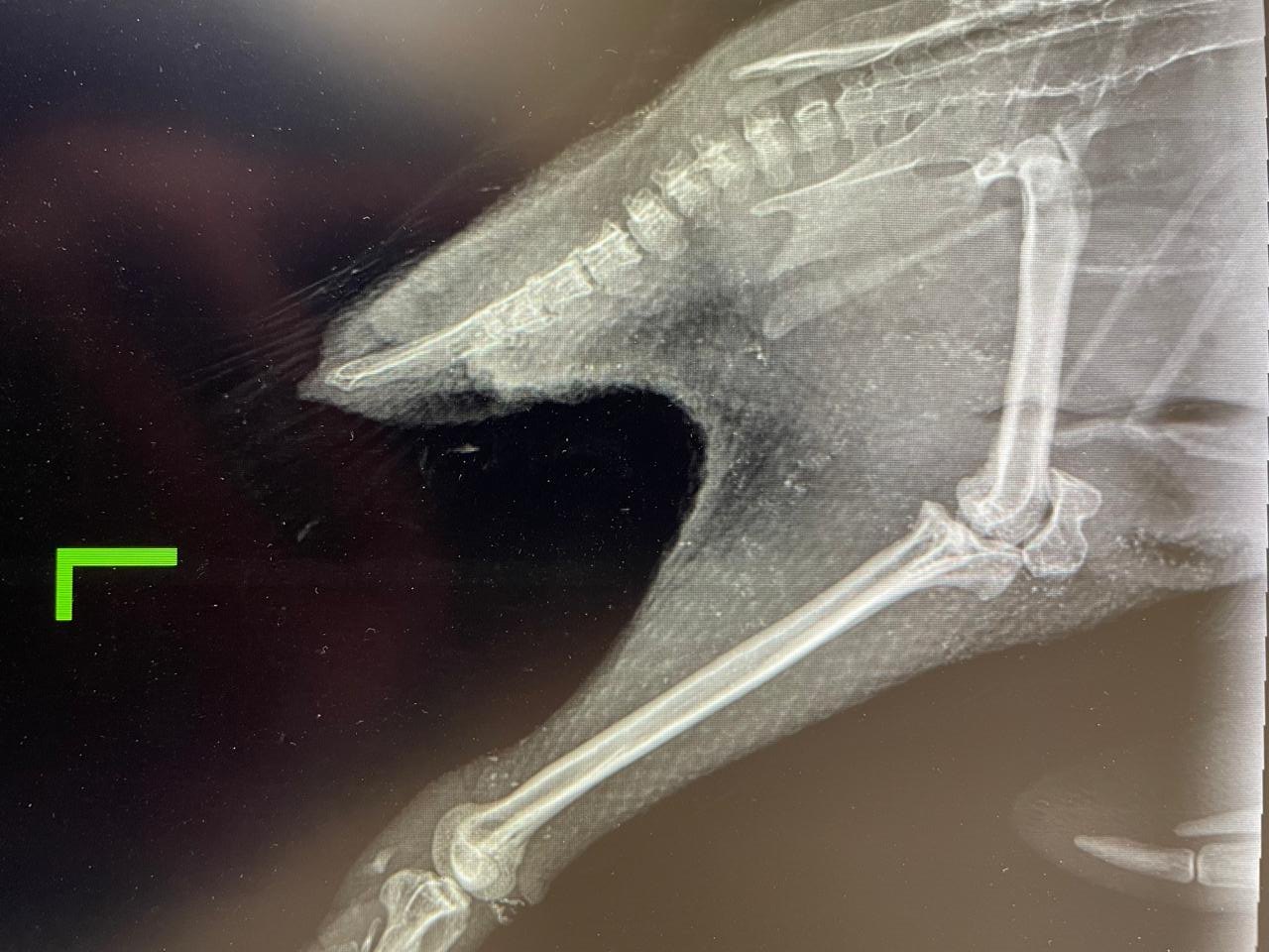 A veterinary radiograph of a penguin's shoulder and wing, the wing bones and ribs showing white against dark tissue, with a green letter L marking the left side.