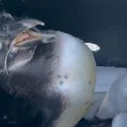 An emaciated African penguin sits on a white towel inside a dark ventilated transport crate, its beak held open and a thin pale plastic band running through its mouth and around its neck.