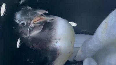 An emaciated African penguin sits on a white towel inside a dark ventilated transport crate, its beak held open and a thin pale plastic band running through its mouth and around its neck.