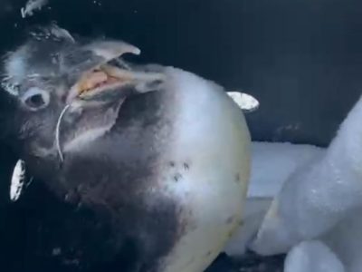 An emaciated African penguin sits on a white towel inside a dark ventilated transport crate, its beak held open and a thin pale plastic band running through its mouth and around its neck.