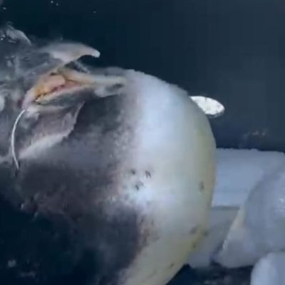 An emaciated African penguin sits on a white towel inside a dark ventilated transport crate, its beak held open and a thin pale plastic band running through its mouth and around its neck.