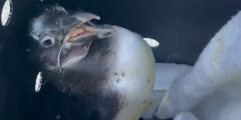 An emaciated African penguin sits on a white towel inside a dark ventilated transport crate, its beak held open and a thin pale plastic band running through its mouth and around its neck.