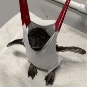 A young African penguin chick is supported upright in a fabric sling suspended from a frame, its feet resting on a towel.