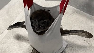 A young African penguin chick is supported upright in a fabric sling suspended from a frame, its feet resting on a towel.