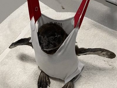 A young African penguin chick is supported upright in a fabric sling suspended from a frame, its feet resting on a towel.
