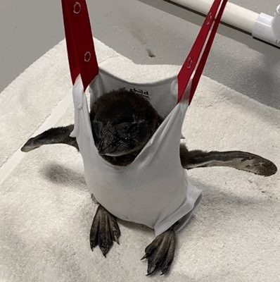 A young African penguin chick is supported upright in a fabric sling suspended from a frame, its feet resting on a towel.