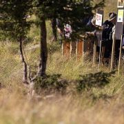 An Alpine ibex running through tall grass away from open transport crates while people watch