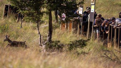 An Alpine ibex running through tall grass away from open transport crates while people watch