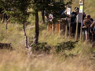An Alpine ibex running through tall grass away from open transport crates while people watch