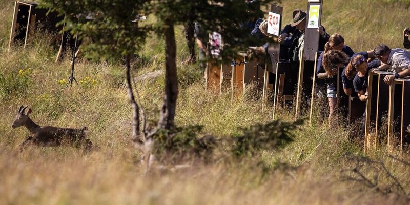 An Alpine ibex running through tall grass away from open transport crates while people watch