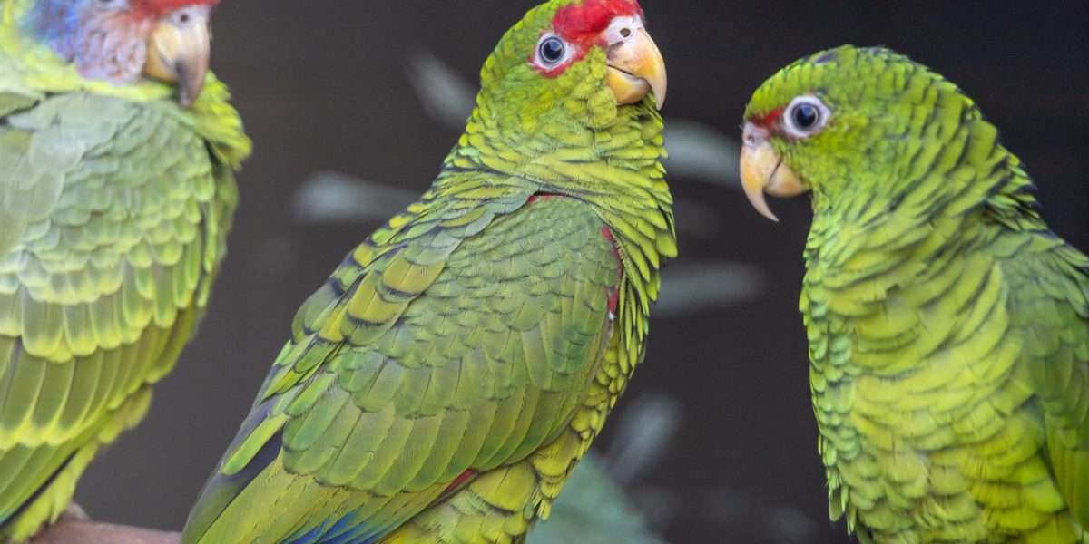 Three green Amazon parrots perch together on a branch, one with a red forehead and purplish crown, another with red markings around the eye.