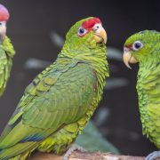 Three green Amazon parrots perch together on a branch, one with a red forehead and purplish crown, another with red markings around the eye.