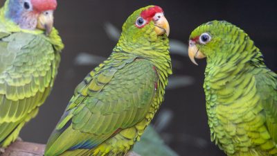 Three green Amazon parrots perch together on a branch, one with a red forehead and purplish crown, another with red markings around the eye.