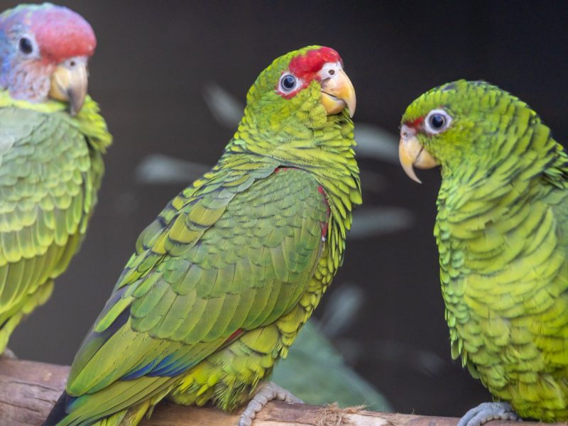 Three green Amazon parrots perch together on a branch, one with a red forehead and purplish crown, another with red markings around the eye.