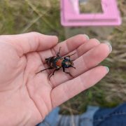 An American burying beetle, black with orange markings, sits on an open palm in a grassy field with a trap behind it.