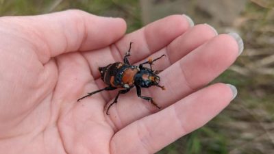 An American burying beetle, black with orange markings, sits on an open palm in a grassy field with a trap behind it.