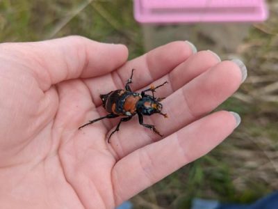 An American burying beetle, black with orange markings, sits on an open palm in a grassy field with a trap behind it.