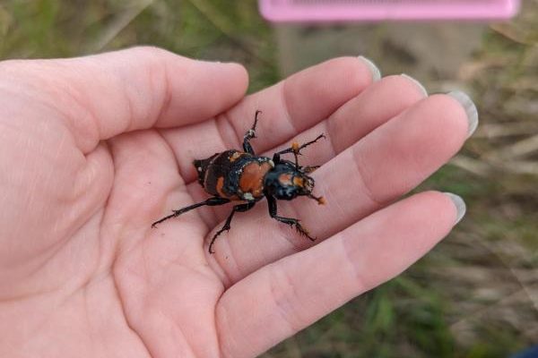 An American burying beetle, black with orange markings, sits on an open palm in a grassy field with a trap behind it.
