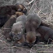 Newborn American red wolf pups with closed eyes lie curled together in a shallow dirt den lined with dry grass.