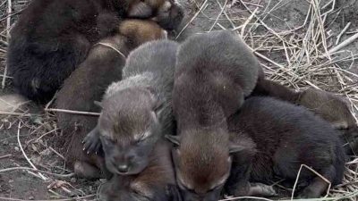 Newborn American red wolf pups with closed eyes lie curled together in a shallow dirt den lined with dry grass.