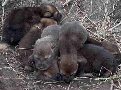 Newborn American red wolf pups with closed eyes lie curled together in a shallow dirt den lined with dry grass.