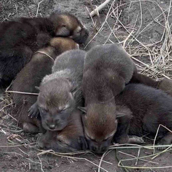 Newborn American red wolf pups with closed eyes lie curled together in a shallow dirt den lined with dry grass.