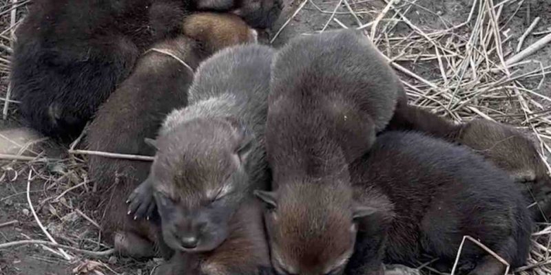 Newborn American red wolf pups with closed eyes lie curled together in a shallow dirt den lined with dry grass.