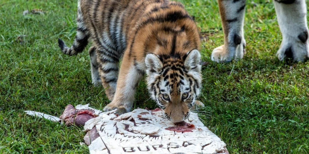 An Amur tiger cub lowers her head to eat from a pale slab of frozen meat marked BURSA on the grass, with the legs of an adult tiger standing behind her.