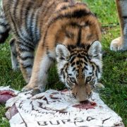 An Amur tiger cub lowers her head to eat from a pale slab of frozen meat marked BURSA on the grass, with the legs of an adult tiger standing behind her.