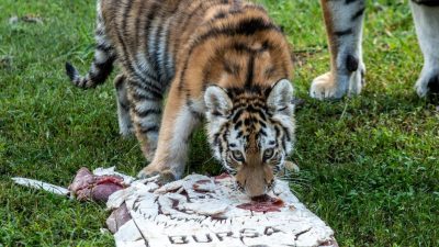 An Amur tiger cub lowers her head to eat from a pale slab of frozen meat marked BURSA on the grass, with the legs of an adult tiger standing behind her.
