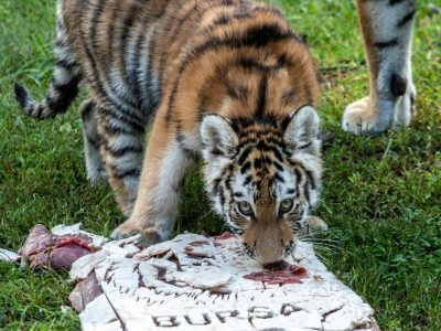An Amur tiger cub lowers her head to eat from a pale slab of frozen meat marked BURSA on the grass, with the legs of an adult tiger standing behind her.