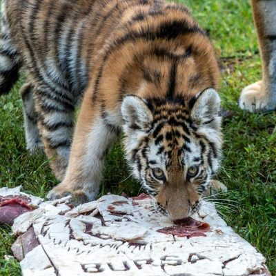 An Amur tiger cub lowers her head to eat from a pale slab of frozen meat marked BURSA on the grass, with the legs of an adult tiger standing behind her.