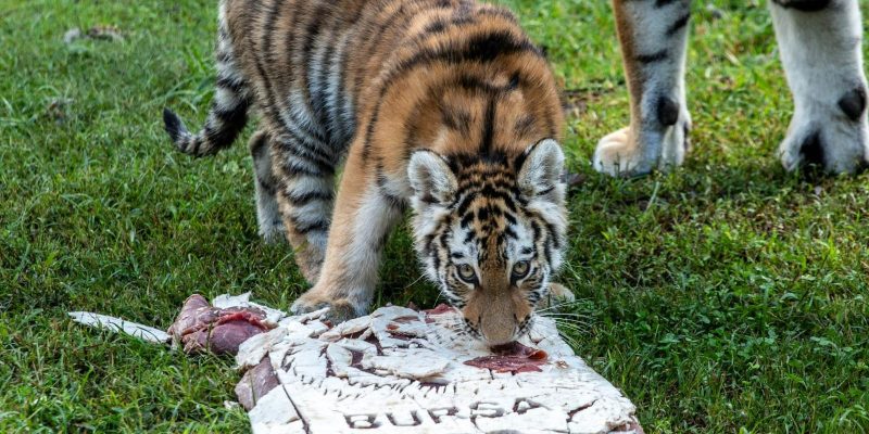 An Amur tiger cub lowers her head to eat from a pale slab of frozen meat marked BURSA on the grass, with the legs of an adult tiger standing behind her.