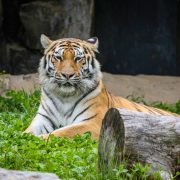 An Amur tiger stands in profile on packed earth beside a low log, her orange coat marked with narrow black stripes and her gaze fixed to the left.