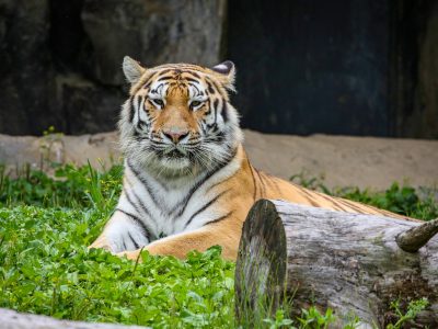 An Amur tiger stands in profile on packed earth beside a low log, her orange coat marked with narrow black stripes and her gaze fixed to the left.