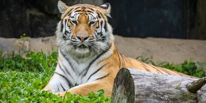 An Amur tiger stands in profile on packed earth beside a low log, her orange coat marked with narrow black stripes and her gaze fixed to the left.