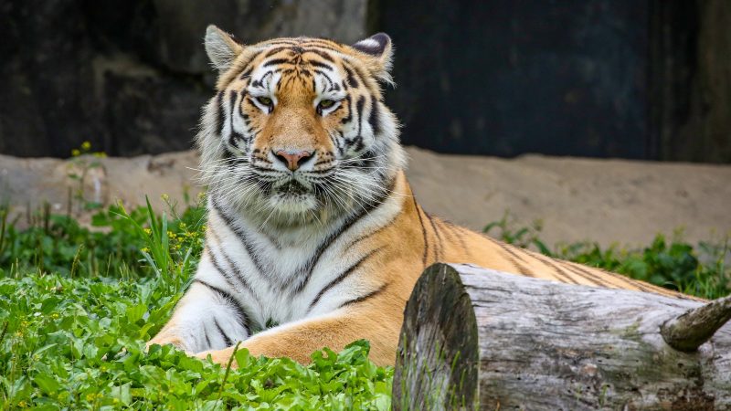 An Amur tiger stands in profile on packed earth beside a low log, her orange coat marked with narrow black stripes and her gaze fixed to the left.