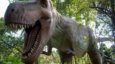A life-sized animatronic Tyrannosaurus rex with its jaws open stands among green trees and ferns at San Francisco Zoo.
